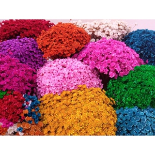 700 Flores sempre viva desidratada,flor seca,florzinha seca. em Oferta na Shopee