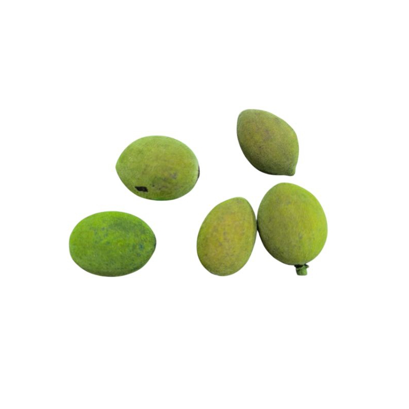 Fava de Oxóssi Verde 5 unidades