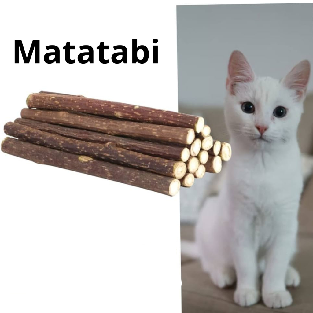 Matatabi,Silver Vini ou Catnip japones os gatos amam