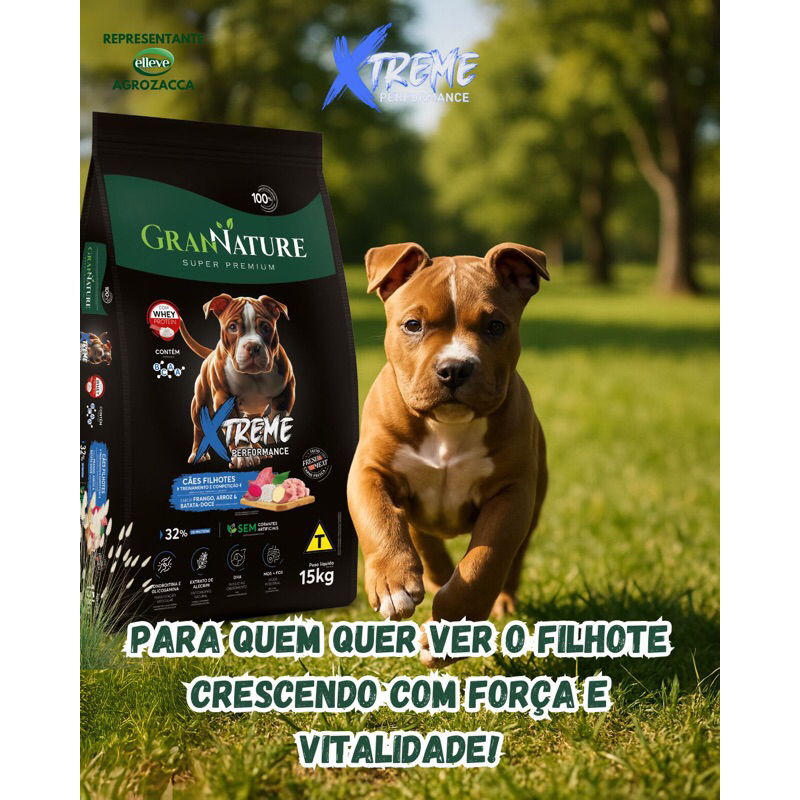 Cachorro American Bully Filhote: Onde Comprar | BuscaProdutos