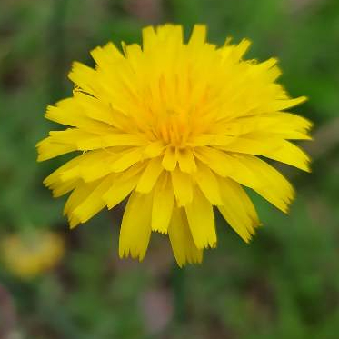 200 Sementes de Dente de Leão - Taraxacum officinale em Oferta na Shopee