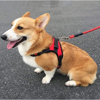 Coleira Peitoral Regulável C/ Dupla Trava Segurança Pet Cachorro Gato Pequeno, Médio, Grande Porte LR-0072 em Oferta na Shopee