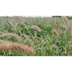 Capim Buffel Aridus: Onde Comprar | BuscaProdutos