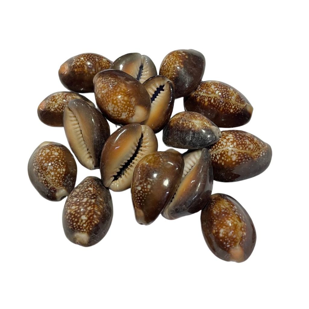 Buzios Fechado: Guia Completo e Onde Comprar | BuscaProdutos