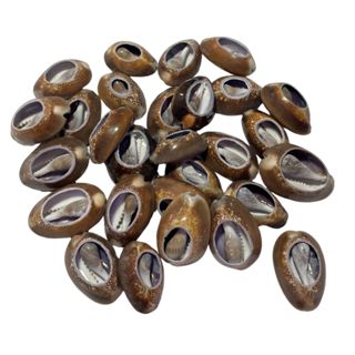 Búzios Africano Natural Aberto Unidade Artesanatos Umbanda Candomblé em Oferta na Shopee