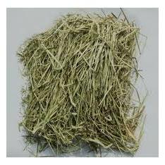 Feno Tifton Premium Fresco Verdinho Para Roedores em Geral Coellho Porquinho da índia Hamster Chinchila