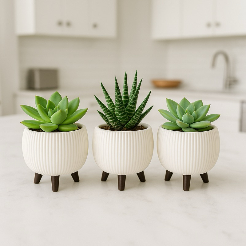 Vaso Cachepot decorativo 8,2 cm para Suculentas, Cactos e Plantinhas Branco Texturizado co...