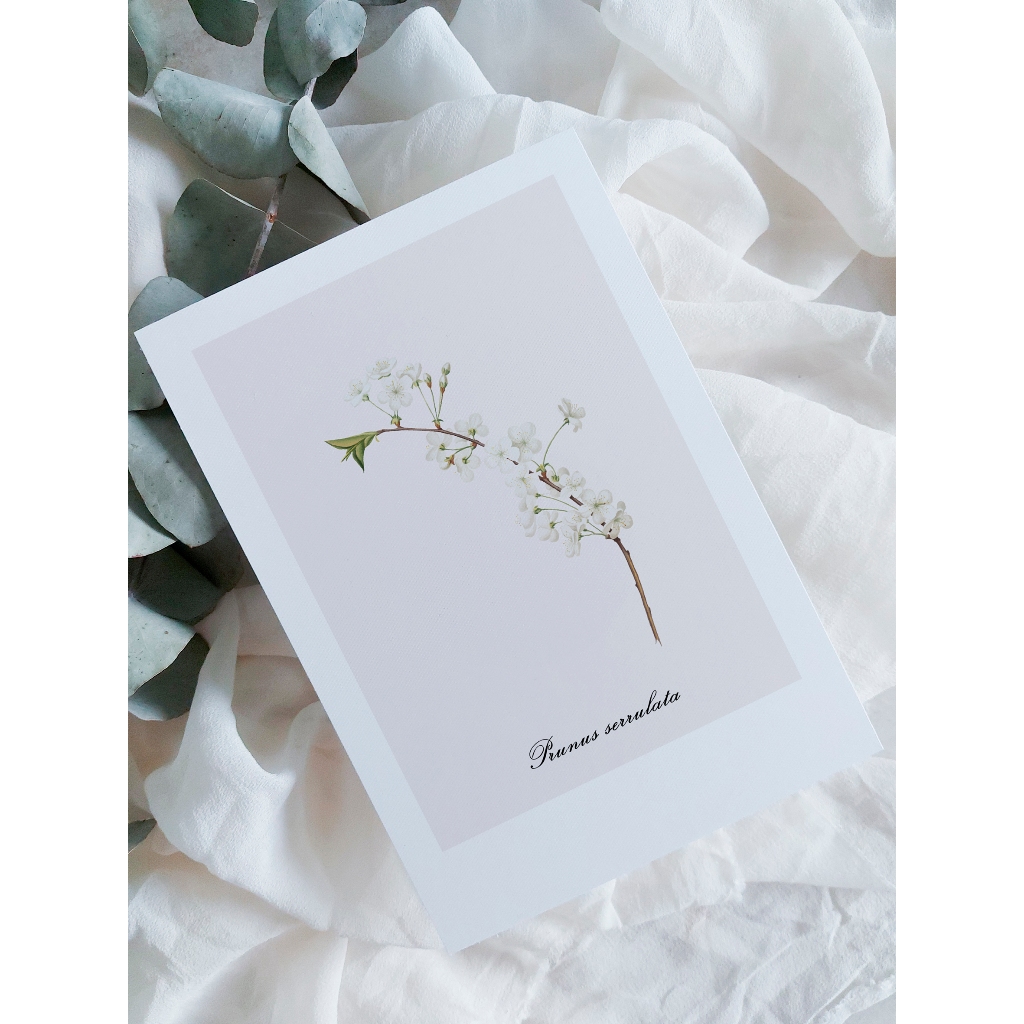 kit cartão com ilustração botânica A6