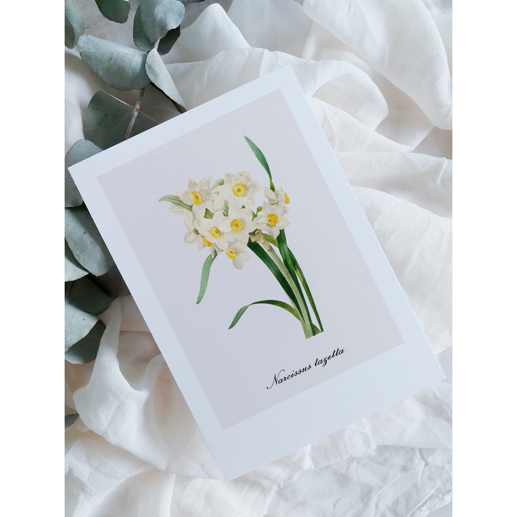 kit cartão com ilustração botânica A6