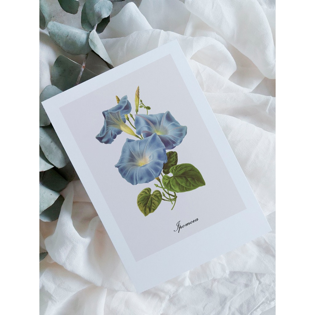 kit cartão com ilustração botânica A6