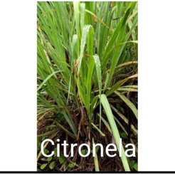 kit 6 mudas citronela ou cidreira a escolher