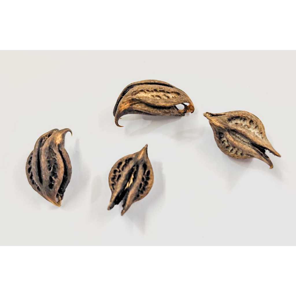 Garra De Pomba Gira Fava De Exu Natural Para Firmezas Assentamentos E Rituais Umbanda Candomblé