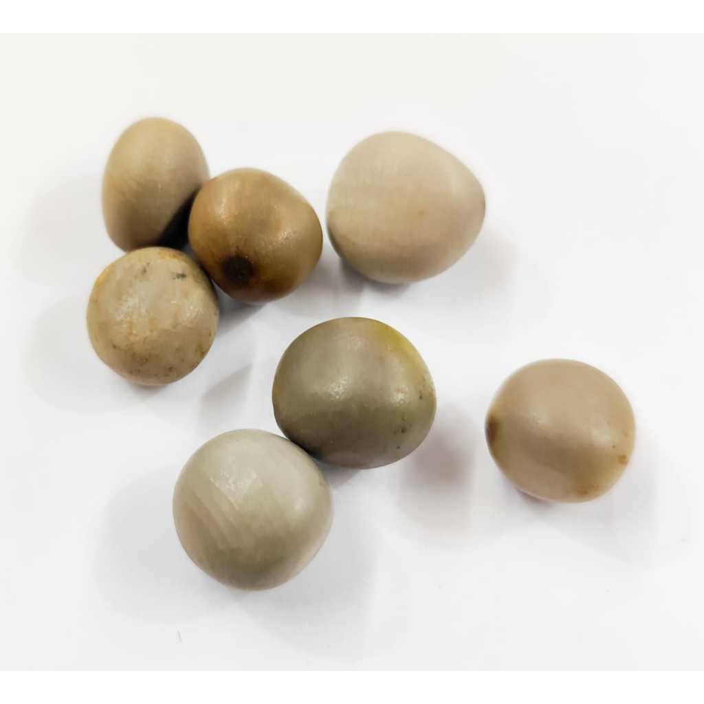Fava De Oxóssi Natural Umbanda Candomblé Item Religioso Artesanato Proteção