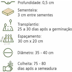 Sementes de Alface Americana Topseed Garden — imagem 2 de 2