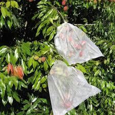 100 saco para proteção de fruta no pé 30x35 cm em Oferta na Shopee