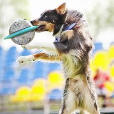 Frisbee Interativo/Nave Espacial para Pet