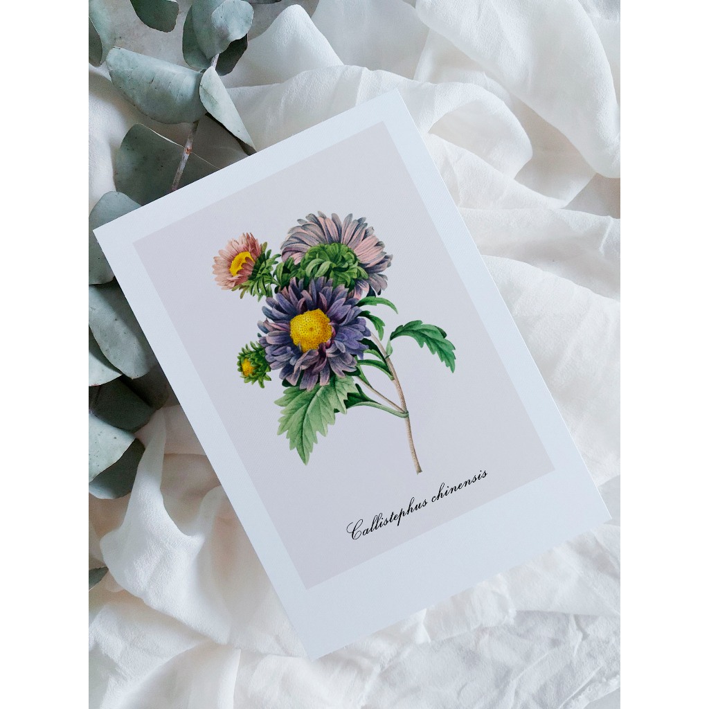 kit cartão com ilustração botânica A6