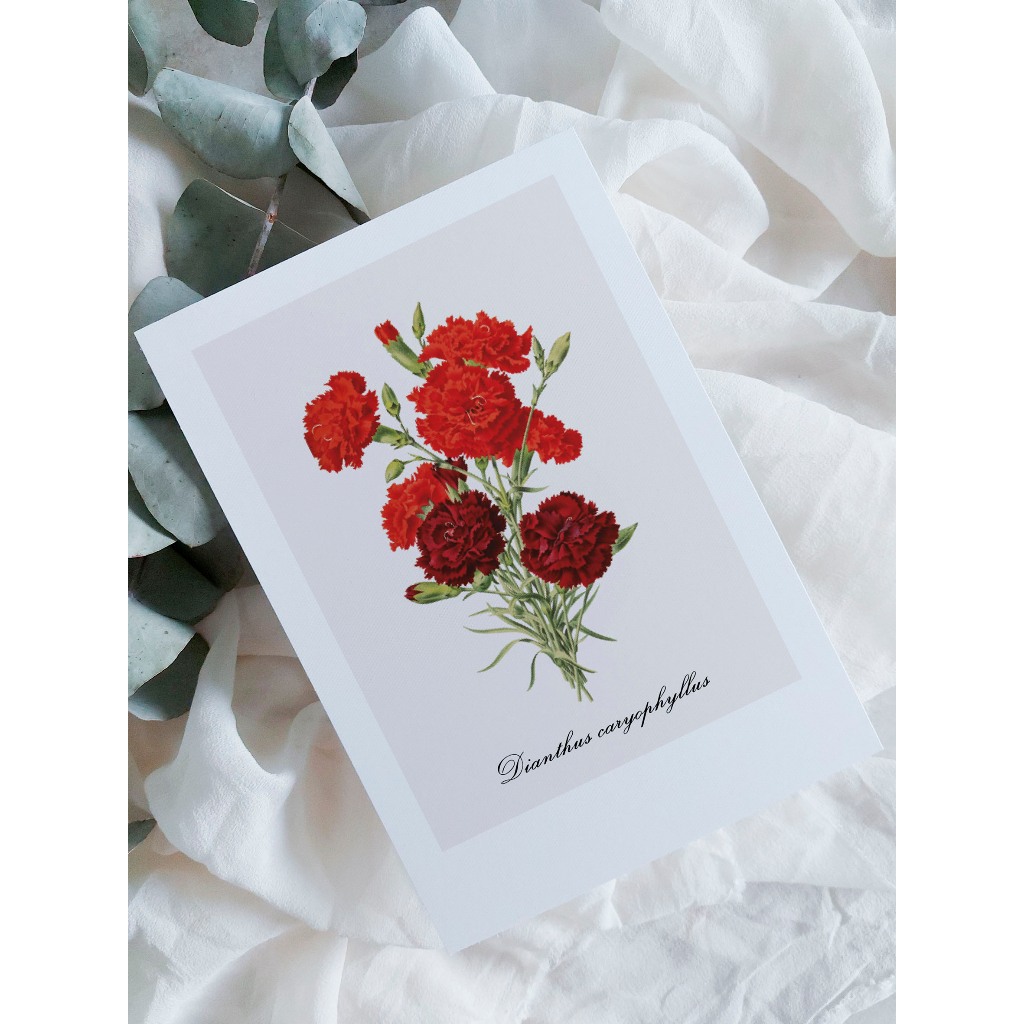 kit cartão com ilustração botânica A6