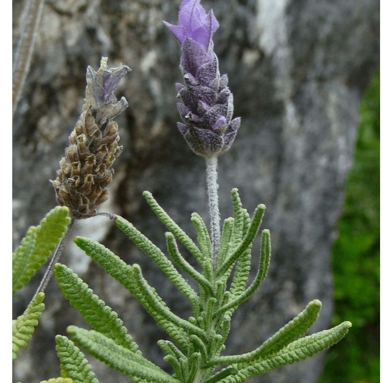 Alfazema Roxa Premium ( Tipo Lavanda) – Relaxamento Natural e Aroma Encantador