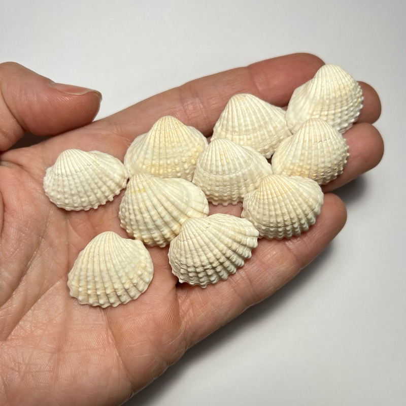 kits concha branca SEM FURO decoração aquario yemanjá praia tamanho variado, aniversário fundo do mar, festa sereia em Oferta na Shopee