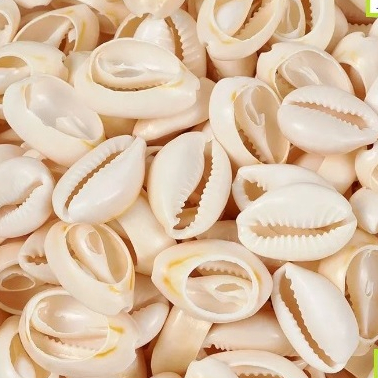 Buzios por Kilo: Onde Comprar | BuscaProdutos