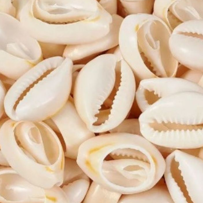 2 Kgs Buzios Naturais Do Mar Cortados BUZIOS PEQUENOS 1CM A 1,5CM 700 PÇAS POR KG APROXIMADAMENTE