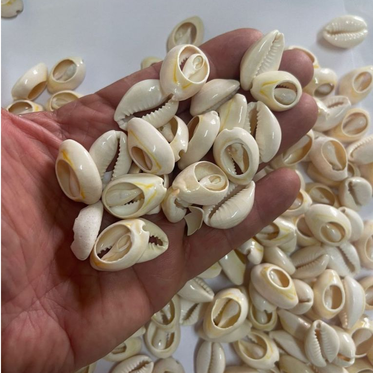 Kit com 150 Gramas de  Buzios PEQUENOS 1,5cm  Natural Cortado NATURAL para Artesanato