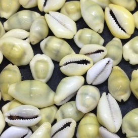 150 gramas de Búzios Natural Fechado Gema 50g por volta de 58 pecas