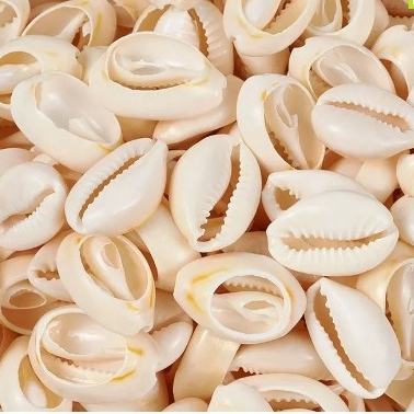 BUZIOS PEQUENOS 200 gramas por volta de 150 pecas aproximadamente Tamanjo 1 cm a 1,5 cm Naturais