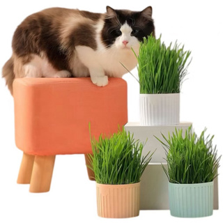 Grama Para Gatos Para Digestão Com Bandeja e Graminha em Oferta na Shopee