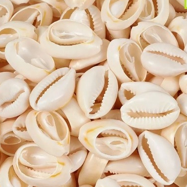 Buzios PEQUENOS 1,5 CM  500 gramas Cortado natural 350 PECAS CADA 500 GRAMAS 1,5 CM