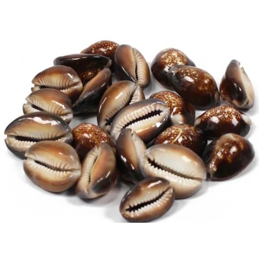 Buzios Fechados: Onde Comprar | BuscaProdutos