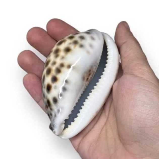 Buzio Grande: Guia Completo e Onde Comprar | BuscaProdutos