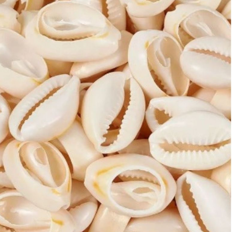 BUZIOS 300 GRAMAS BUZIOS PEQUENOS NATURAIS DO MAR  POR VOLTA DE 250 PECAS CADA 300 GRAMAS