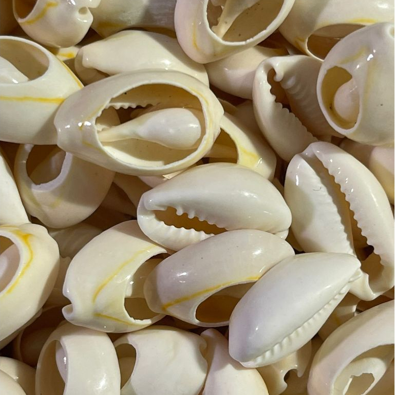 BUZIOS 300 GRAMAS BUZIOS PEQUENOS NATURAIS DO MAR POR VOLTA DE 250 PECAS CADA 300 GRAMAS — imagem 2 de 2