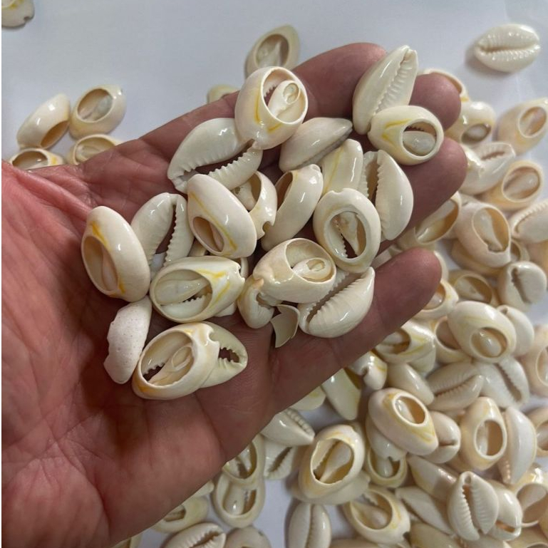 Buzios para Artesanato: Onde Comprar | BuscaProdutos