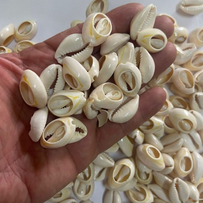 2 kilos de Buzios Pequenos 1,5cm Cortados 750 PECAS POR KG Pacotes com 500 Gr cada Cortados E 500GR