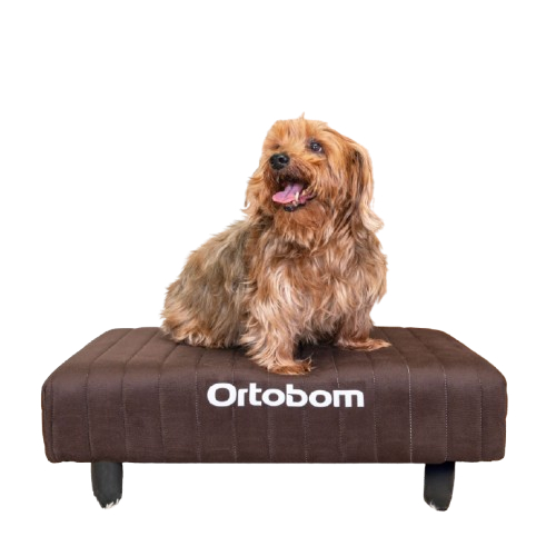 O que é Colchão Cachorro Ortobom? Guia e Onde Comprar | BuscaProdutos