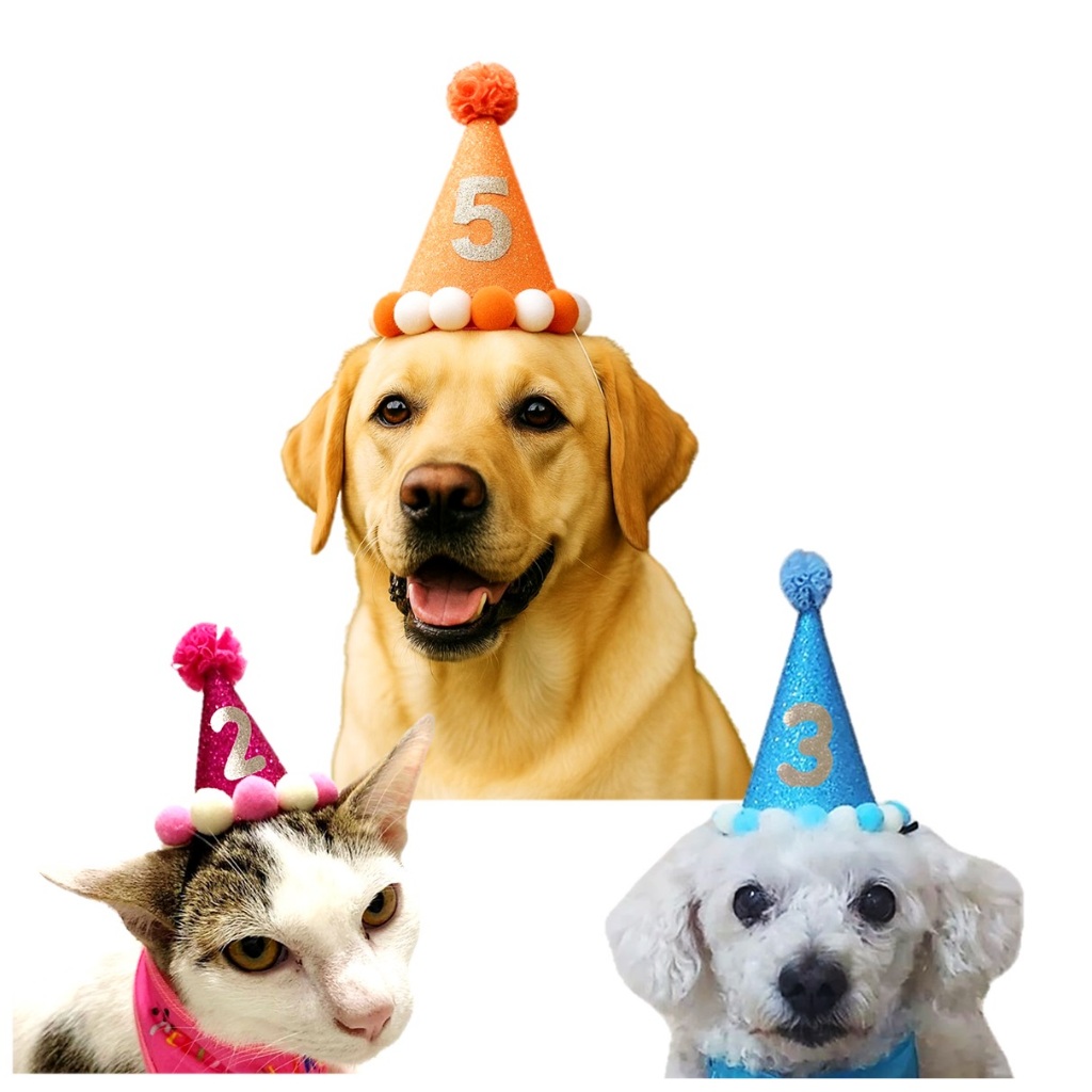 Chapéu aniversário pet 3 tamanhos/ 5 cores a escolher, personalizado com Idade - Envio Imediato em Oferta na Shopee