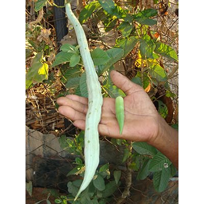 Quiabo de Metro Gigante - 10 Sementes em Oferta na Shopee