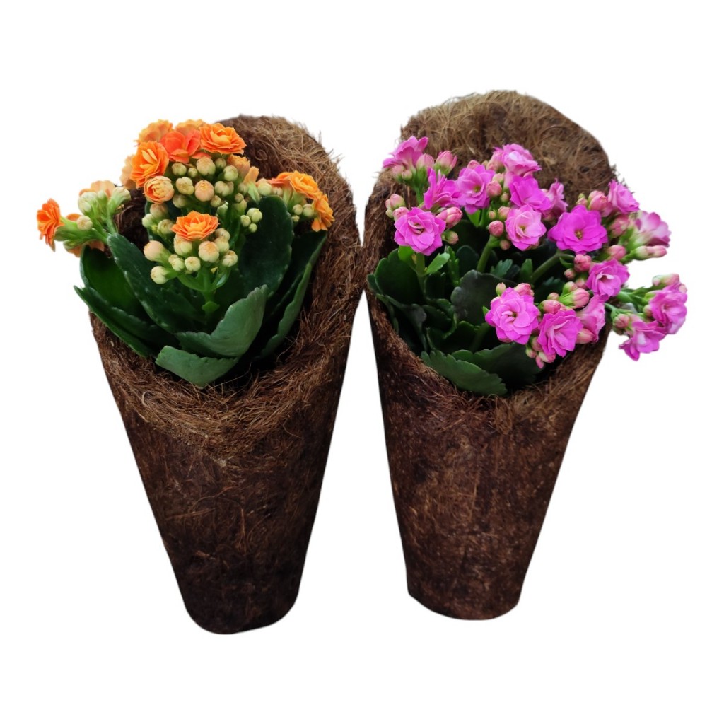 Vaso Fibra de Coco - Cone Tamanho M - Ideal para Orquídeas e Plantas Pendentes