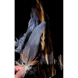 PENA DE ** U R U B U **   UNIDADE PARA TRABALHOS ESPIRITUAIS em Oferta na Shopee