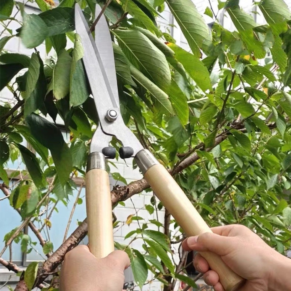Tesoura Grama Jardim Cerca Viva Oferta Cerca-viva Tesourão Jardinagem
