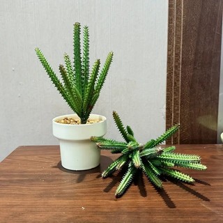 Cacto Realista Artificial Suculenta Planta Realista Decoração Jardim Cozinha Banheiro - LMM800904
