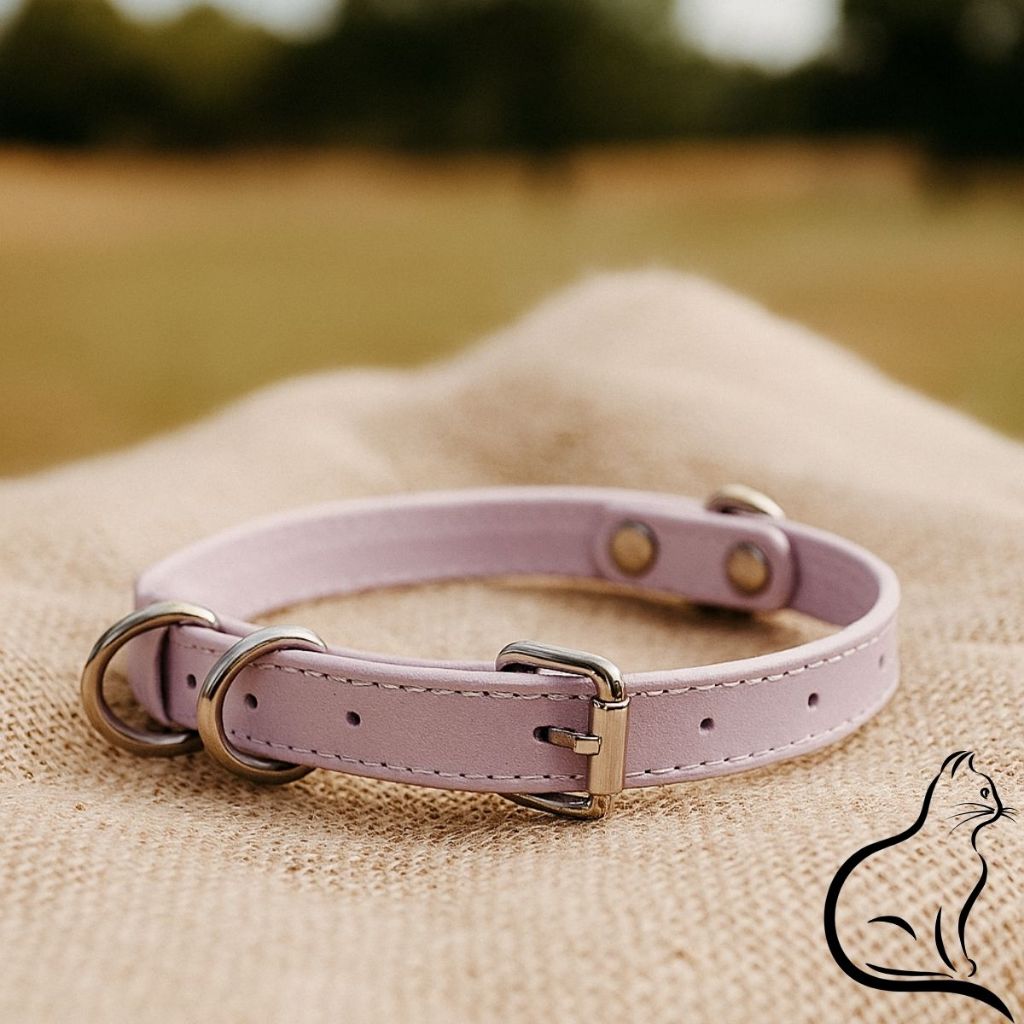 Gato Angora: Guia Completo e Onde Comprar | BuscaProdutos