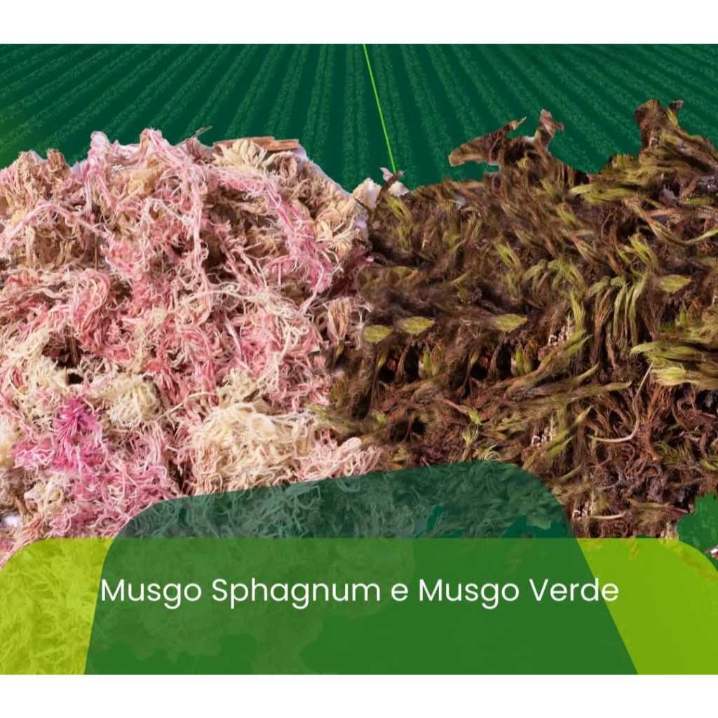 Musgo Sphagnum Rosa e Branco ou Verde 3, 10, 20Litros Orquídeas Suculentas Jardinagem Gold Plant