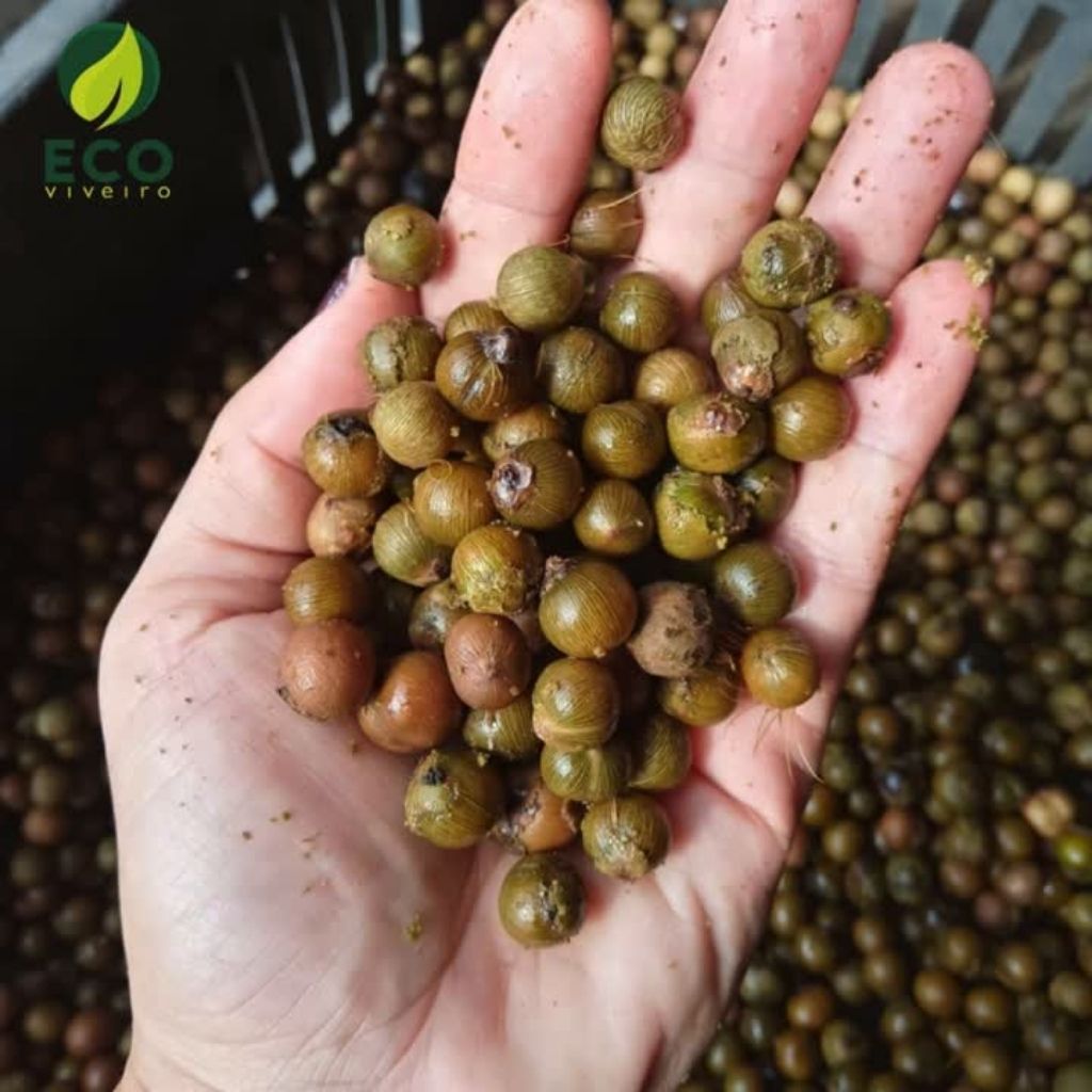 Açai Anão: Guia Completo e Onde Comprar | BuscaProdutos