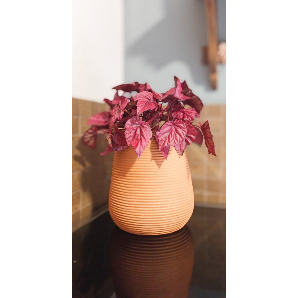 Vaso de Barro Decorativo Para Planta Cachepot Enfeite Jardim