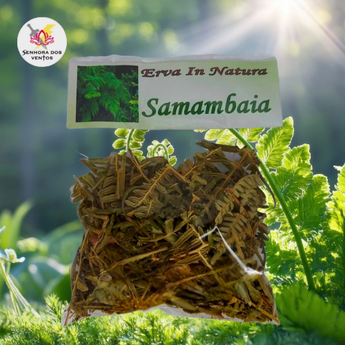 Samambaia - Erva Seca/ Erva in Natura