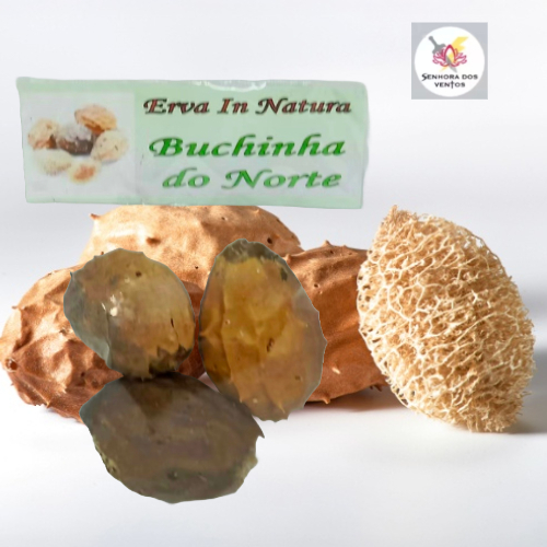 Buchinha do Norte - Erva Seca/ Erva in Natura